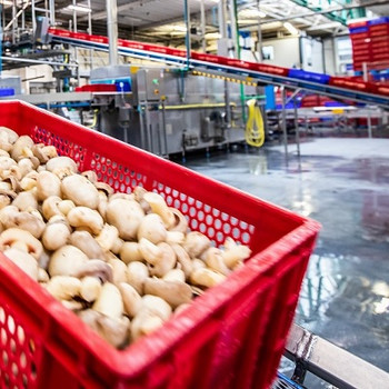 Productieruimte houdbare champignons
