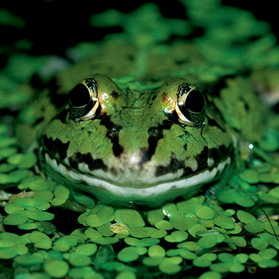 Amfibieën en klein wild