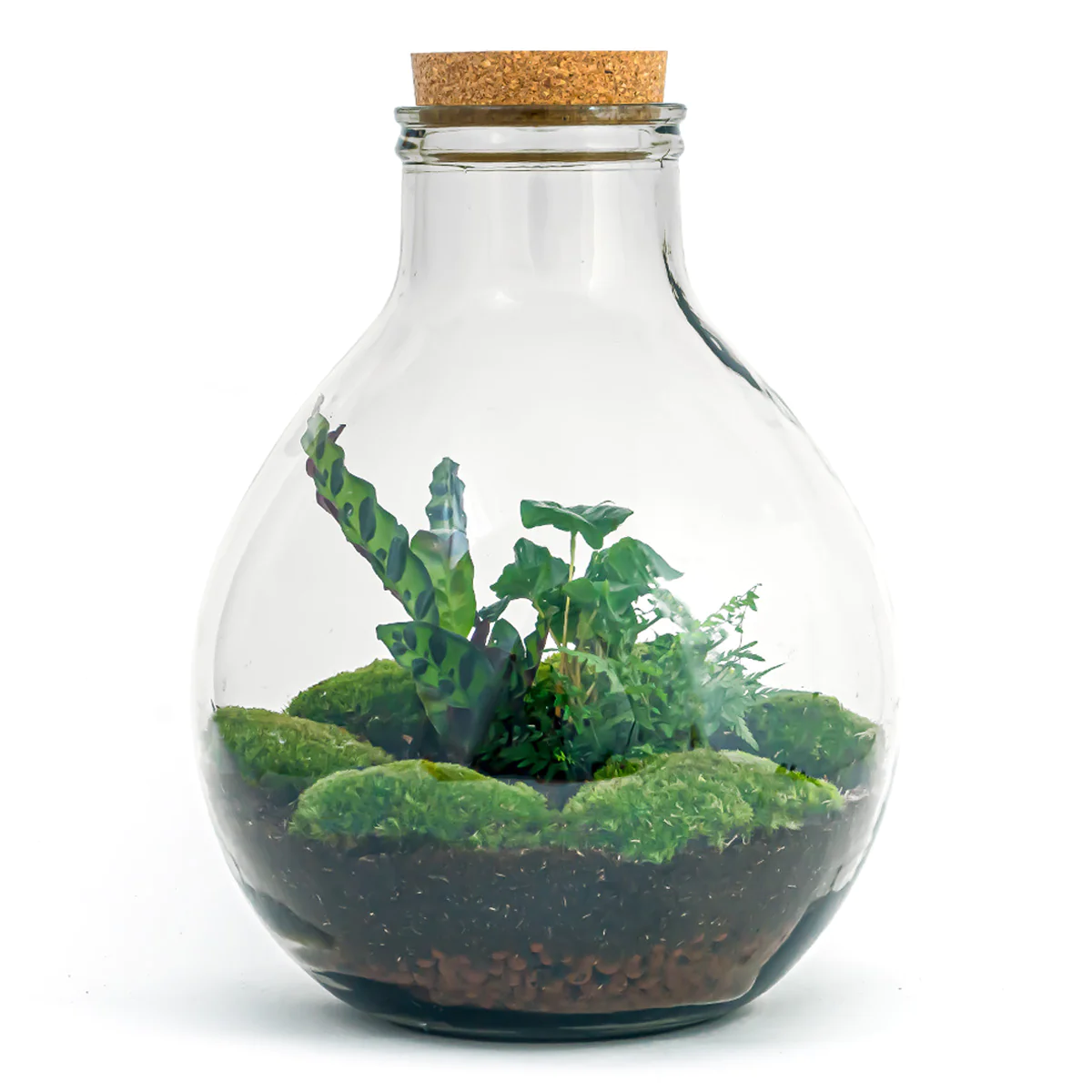 Planten-terrarium-groot-big-paul-ecosysteem-urban-jungle